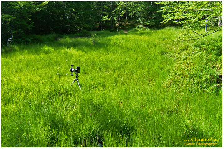 Torbiera, palude, zona umida pinguicola drosera val d'aveto